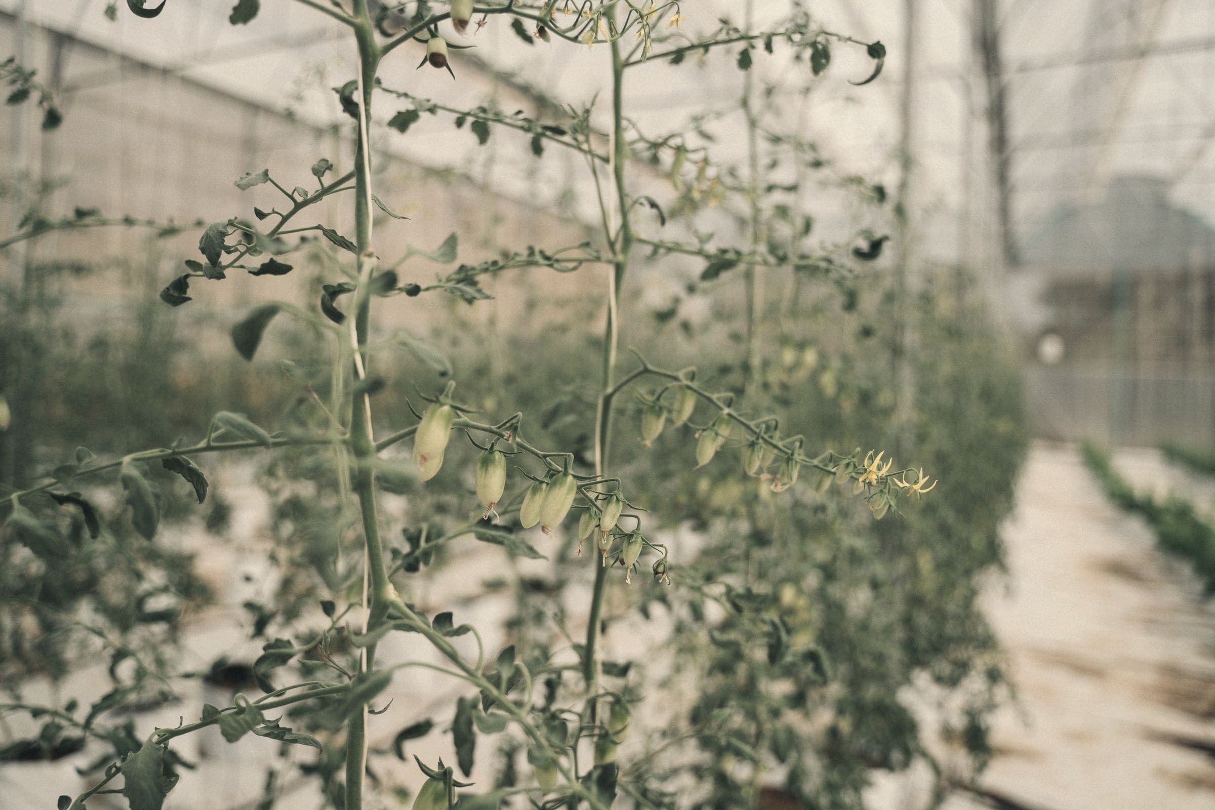 Tomato plants under flat, diffuse glasshouse light, green trusses still setting, the aisle falling out of focus behind them.
