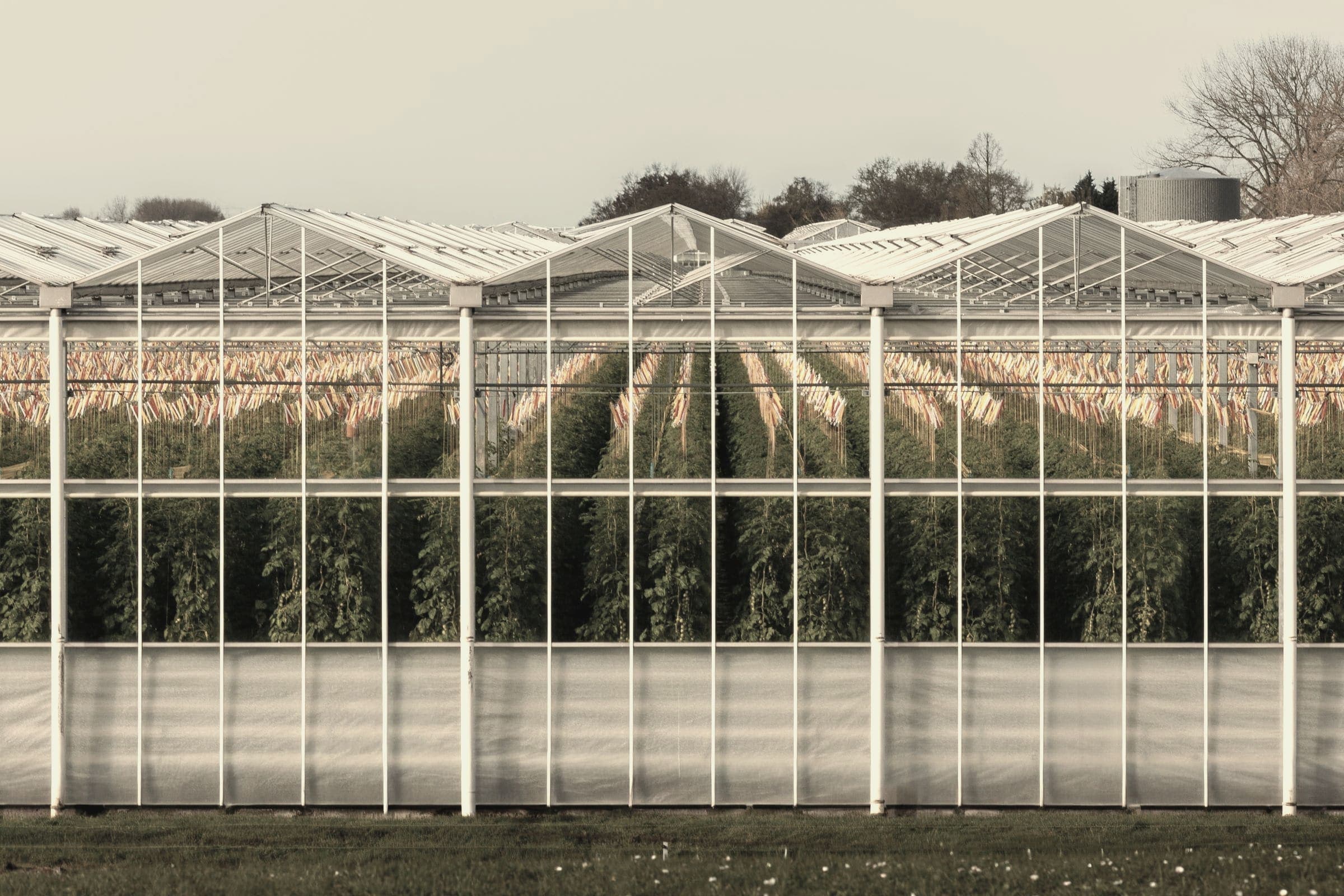 A modern Venlo glasshouse in South Holland seen from outside, its glazing bars running the length of the bay with the crop visible inside.