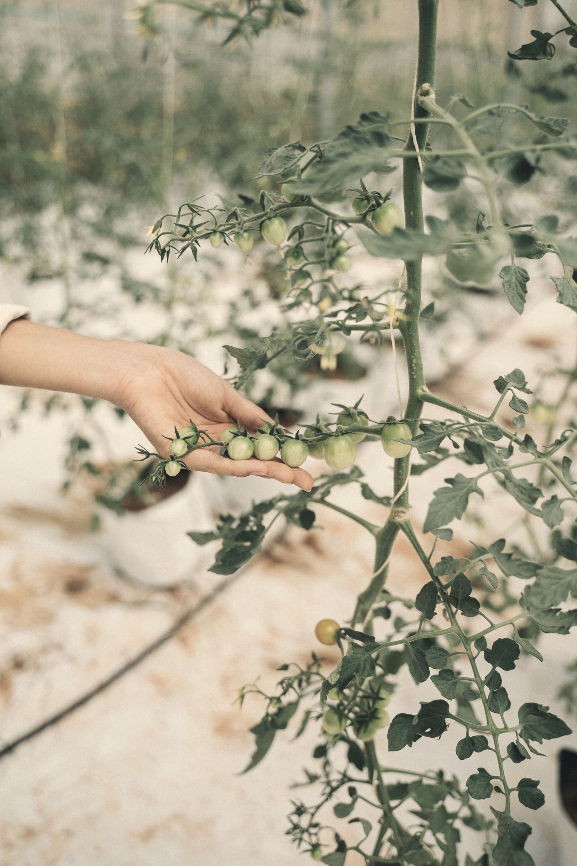 A picker's hand under a truss of green tomatoes, taking the weight of the cluster without pulling on it.
